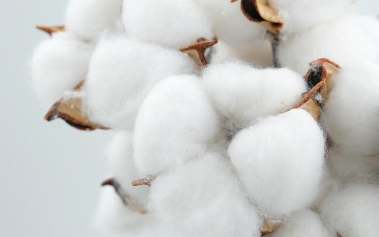 organic cotton
