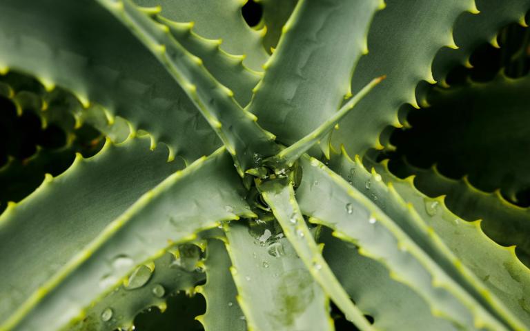 Aloe vera